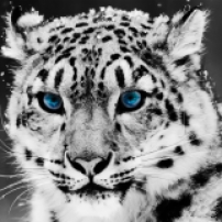 hd-wallpapers-snow-leopard-wallpaper-full-big-cats-animals-1280x1024-wallpaper